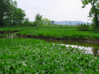 Dyke Marsh