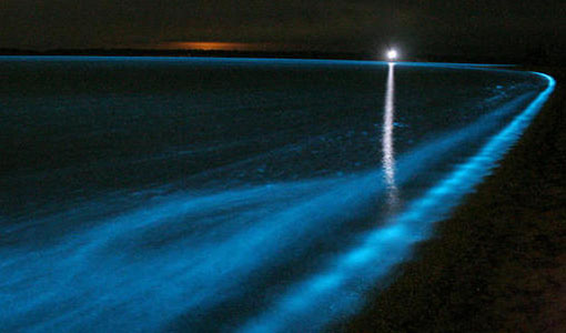 Glowing Ocean Waves