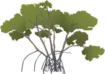 Rhizophora mangle (Red Mangrove) | University of Maryland Center for