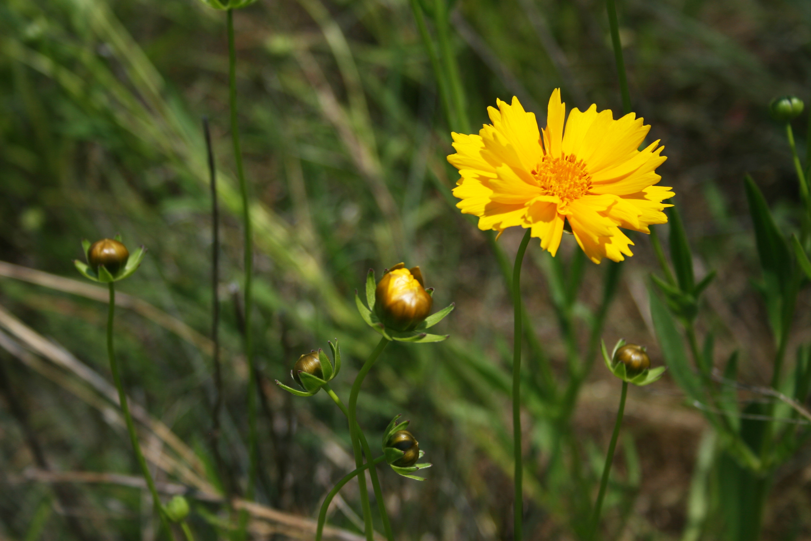 Coreopsis (Coreopsis grandiflora) closeup | University of Maryland