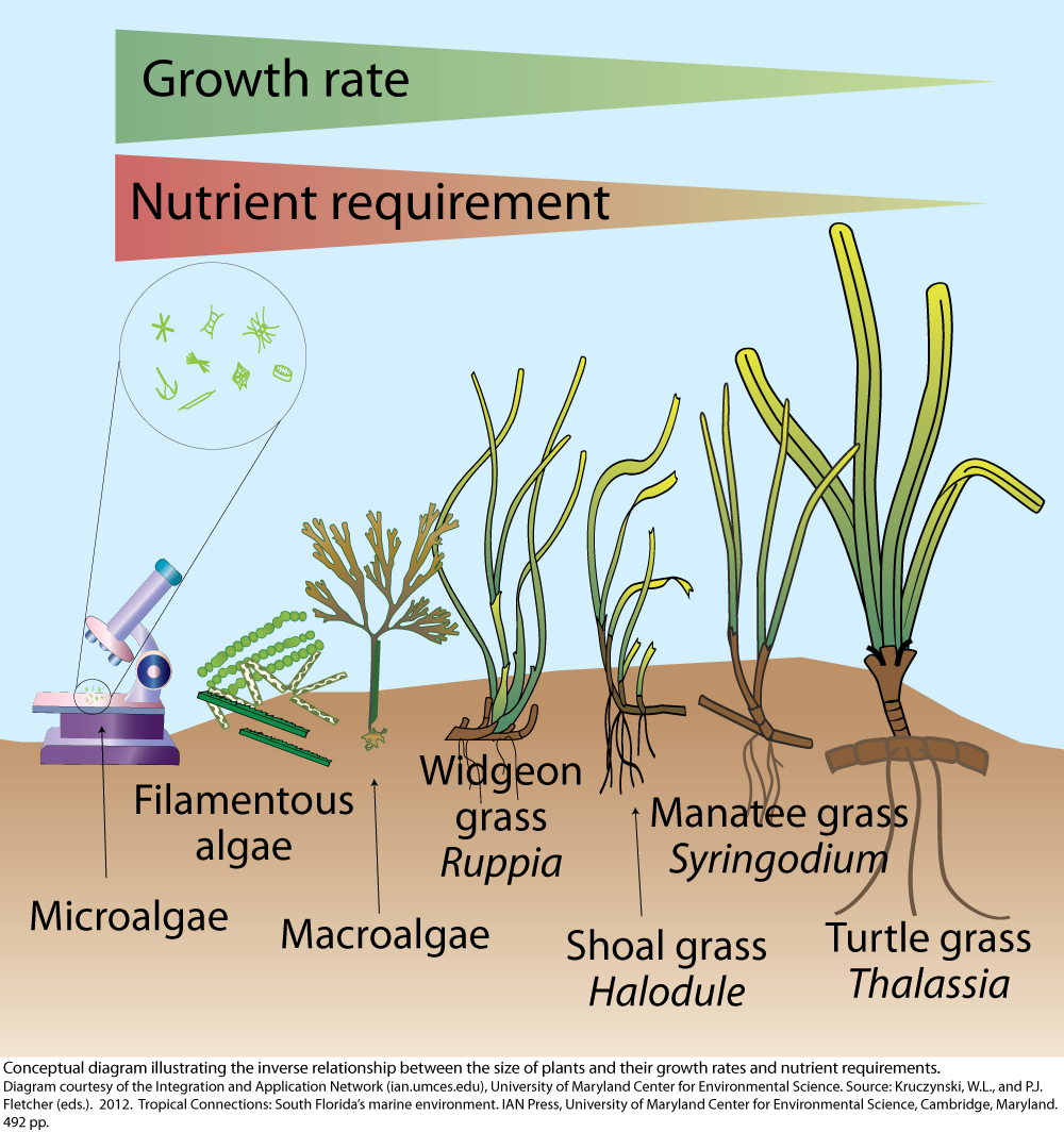 relationship-between-plant-size-nutrient-requirement-and-growth-rate