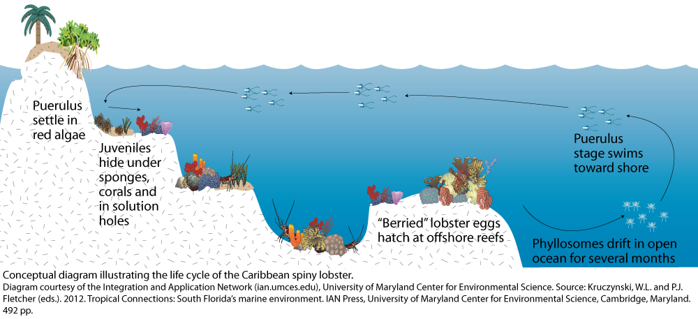 Life cycle of the Caribbean spiny lobster | University of Maryland ...