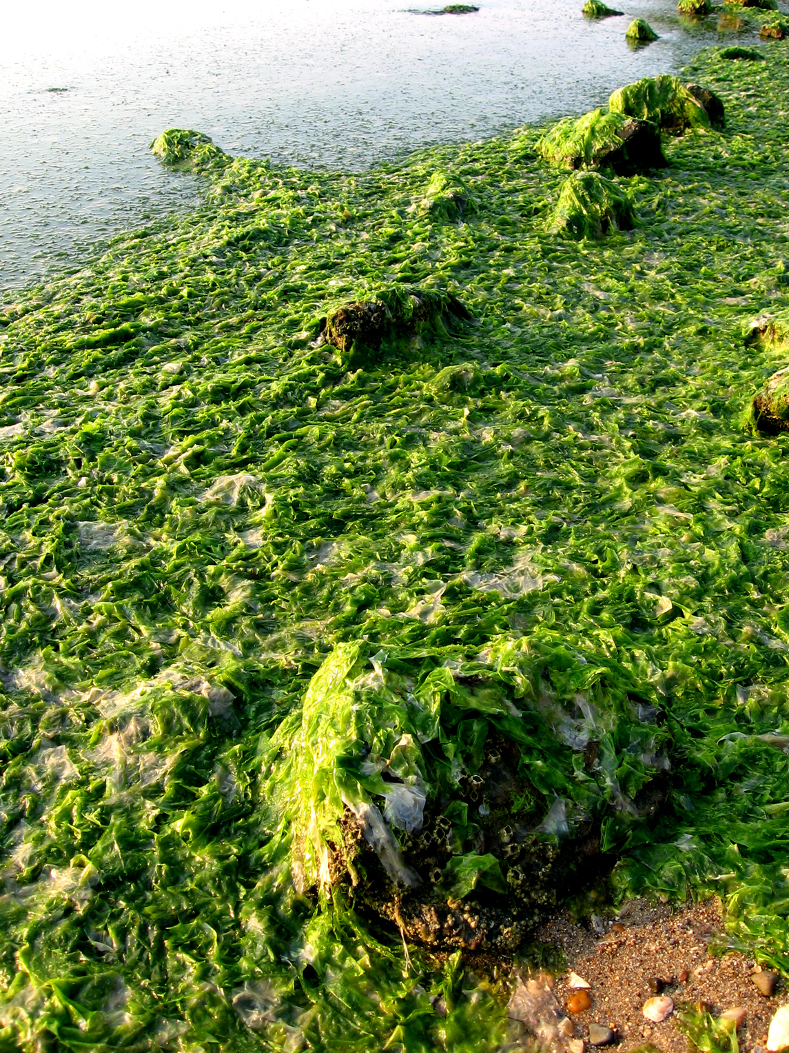 Ulva bloom on the Tred Avon River | University of Maryland Center for ...