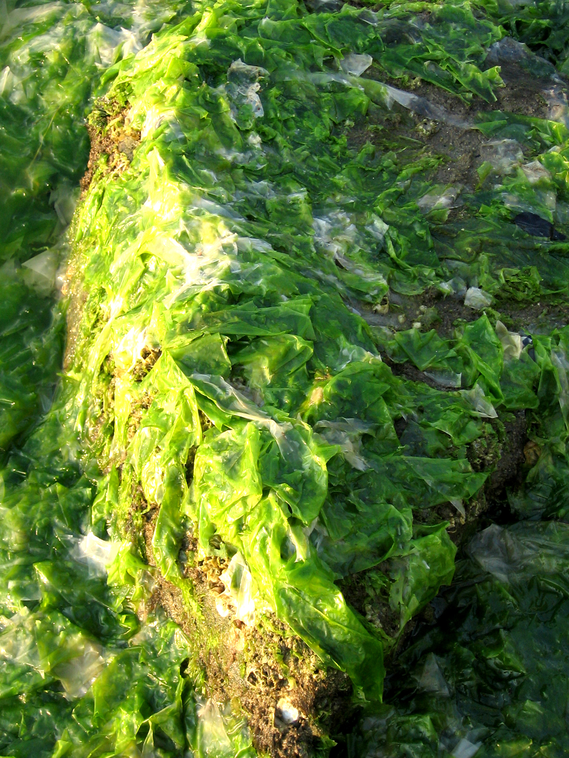 Ulva bloom on the Tred Avon River | University of Maryland Center for ...