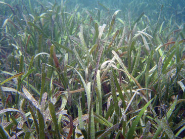 Thalassia testudinum in the Caribbean Sea off Panama by Tim Carruthers