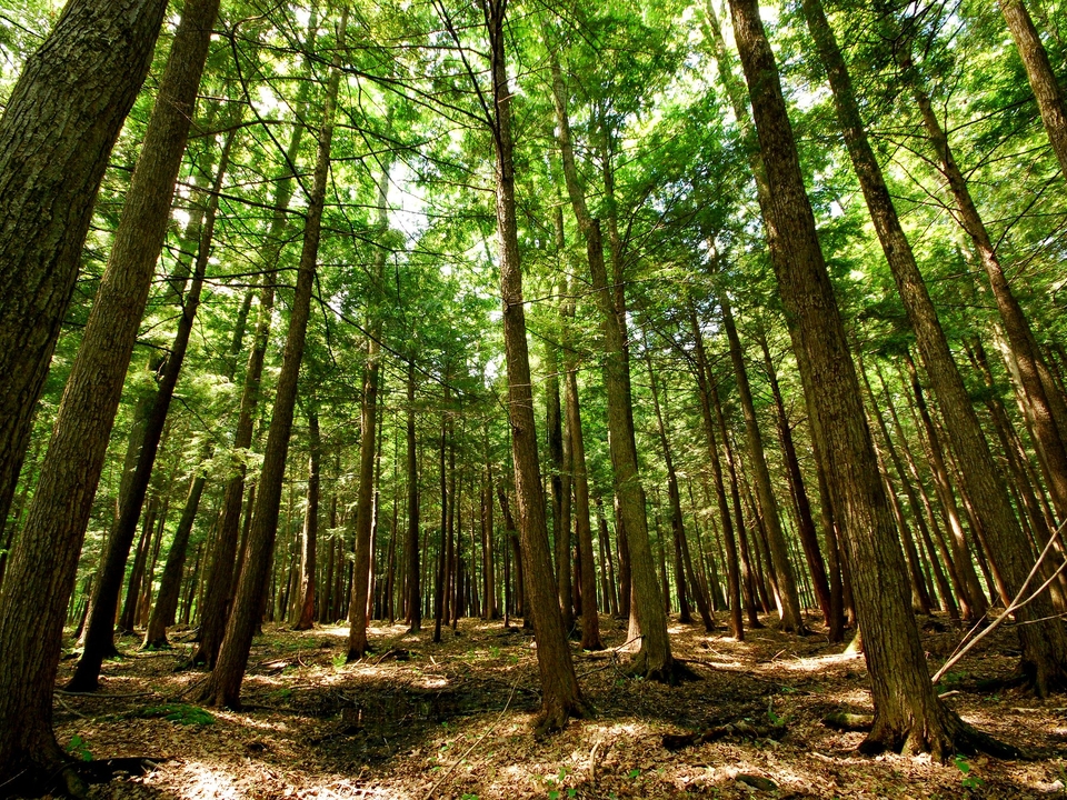 Image of an eastern hemlock forest