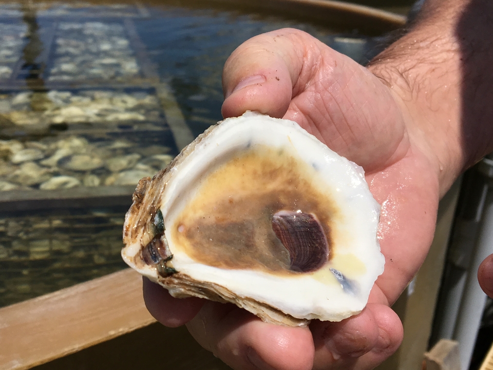 Donald Mutt Meritt holds up an oyster shell to look for spat