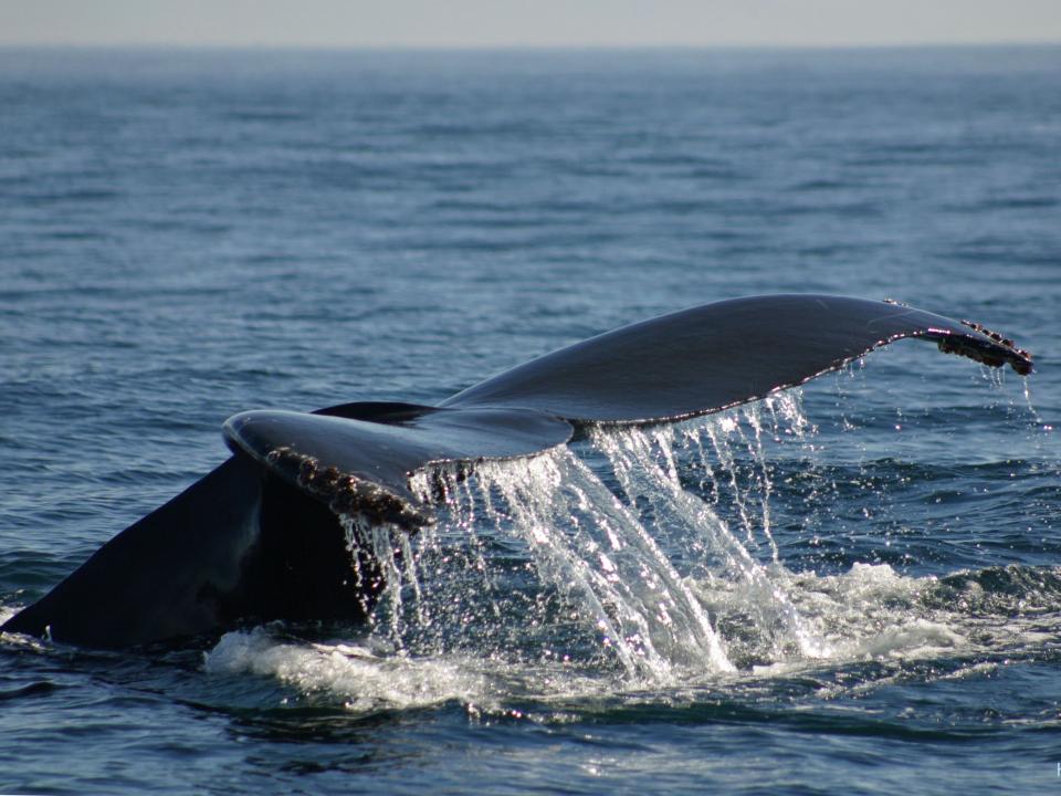 A tool built to save whales | UMCES