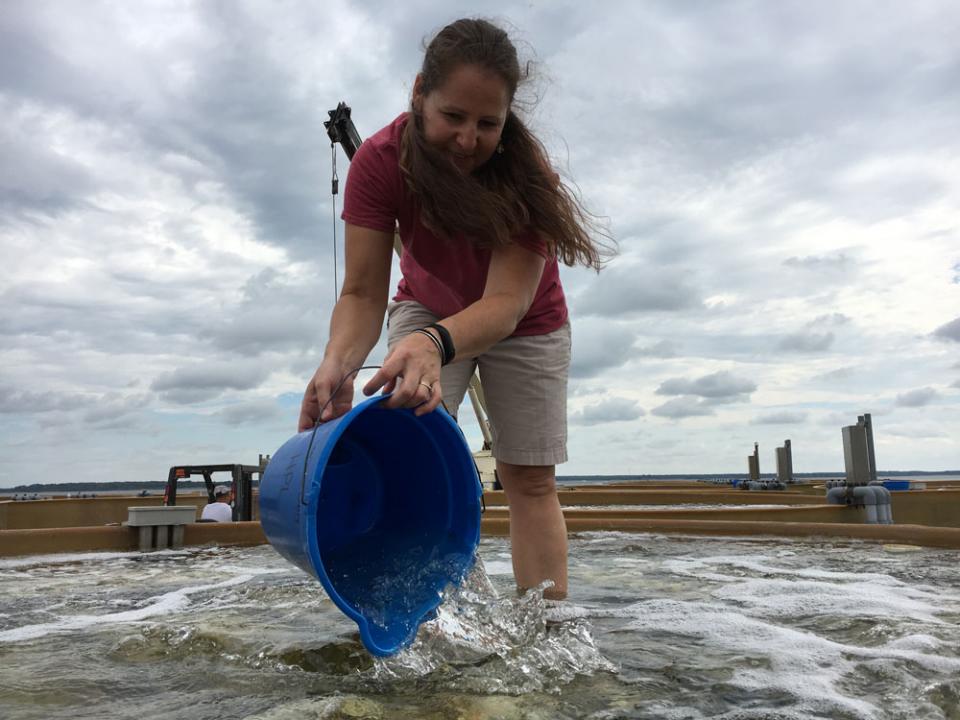 Inside the oyster hatchery at Horn Point Laboratory