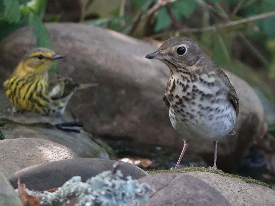 Songbirds interacting in nature.