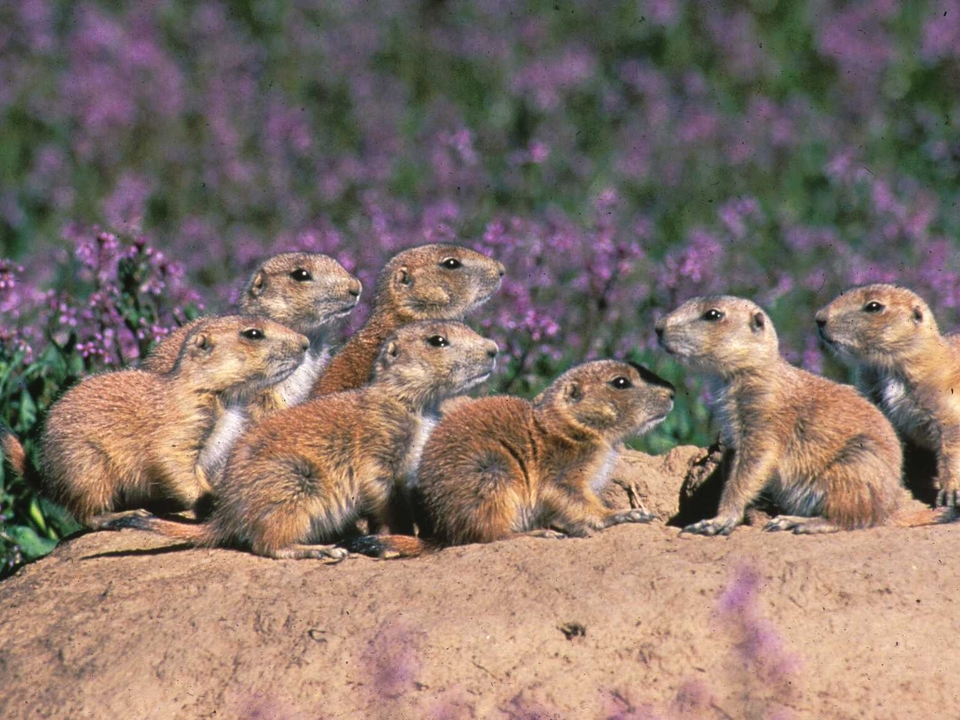 Photo of group of prairie dogs