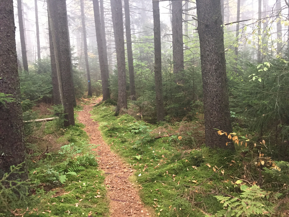 small dirt path through a spruce forest with ferns and grasses in foreground. 