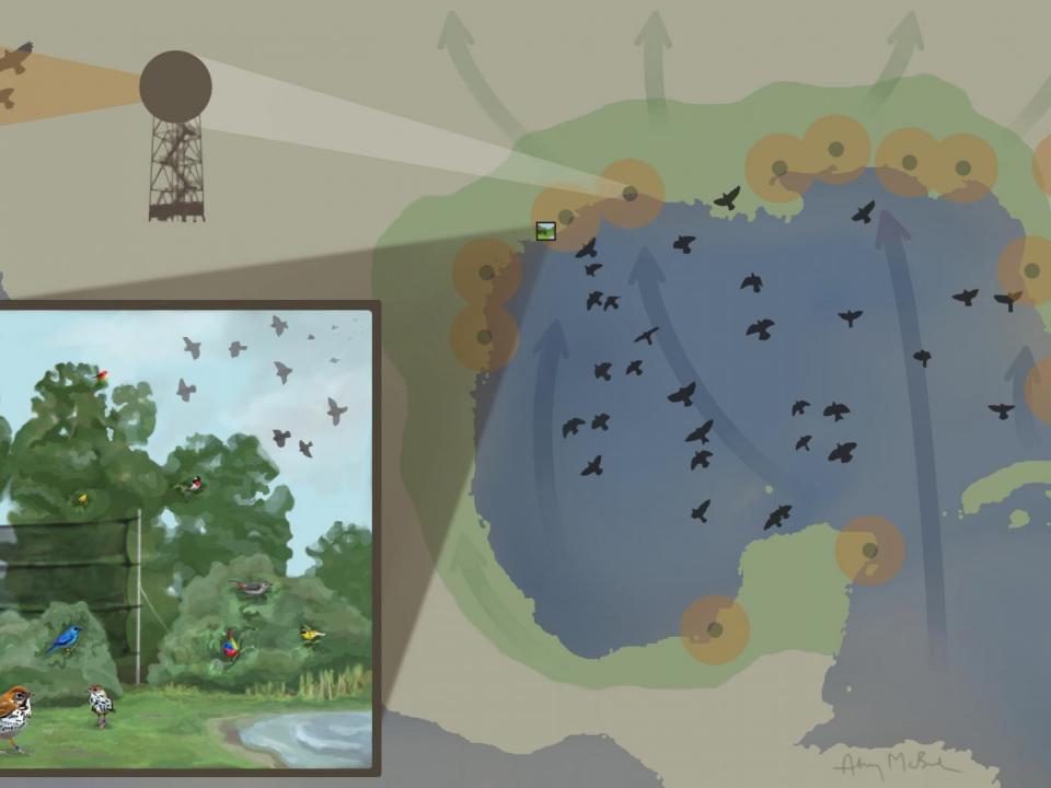 Figure of Gulf of Mexico Migration