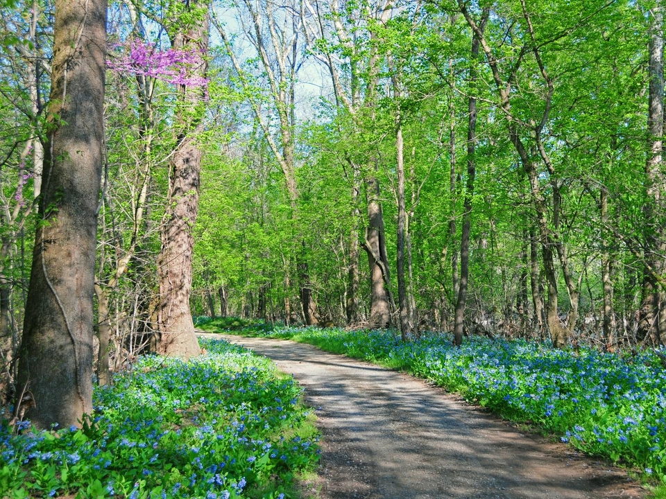 Image of C&O Canal towpath in forested area