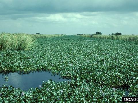 Hyacinth invasion. Photo courtesy of Ted D. Center, USDA ARS.