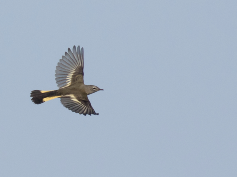 New research shows songbird migration may be driven by more than innate patterns and memory. Recorded flight calls reveal probable social associations between species making the nighttime trek. Here, an American Redstart streaks across the sky. A. Dreelin