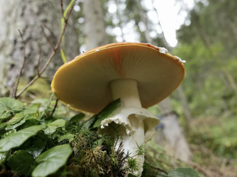 Mushroom growing out of tree roots in forest