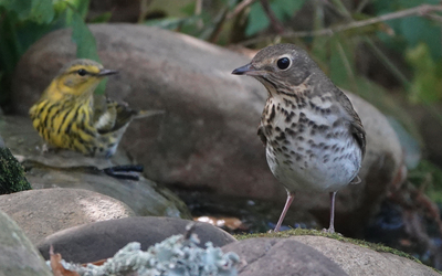 Songbirds interacting in nature.