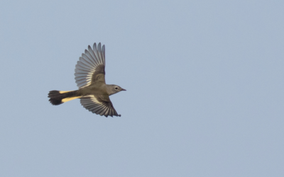 New research shows songbird migration may be driven by more than innate patterns and memory. Recorded flight calls reveal probable social associations between species making the nighttime trek. Here, an American Redstart streaks across the sky. A. Dreelin