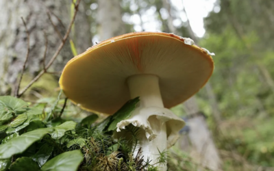 Mushroom growing out of tree roots in forest