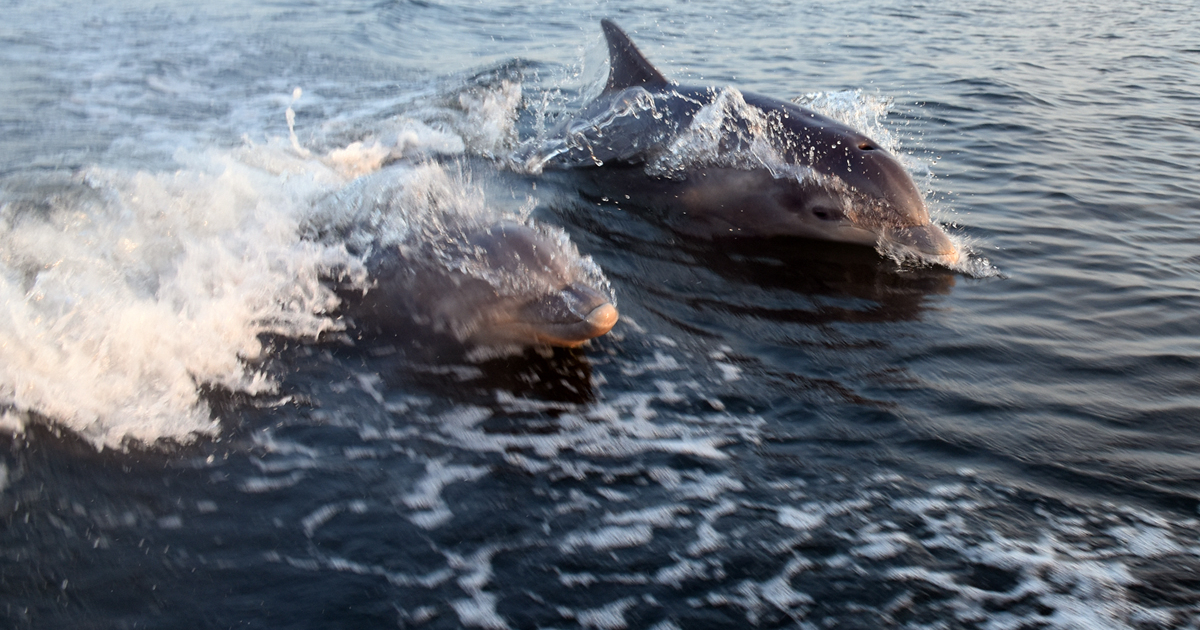 What brings dolphins to the Chesapeake Bay? University of Maryland