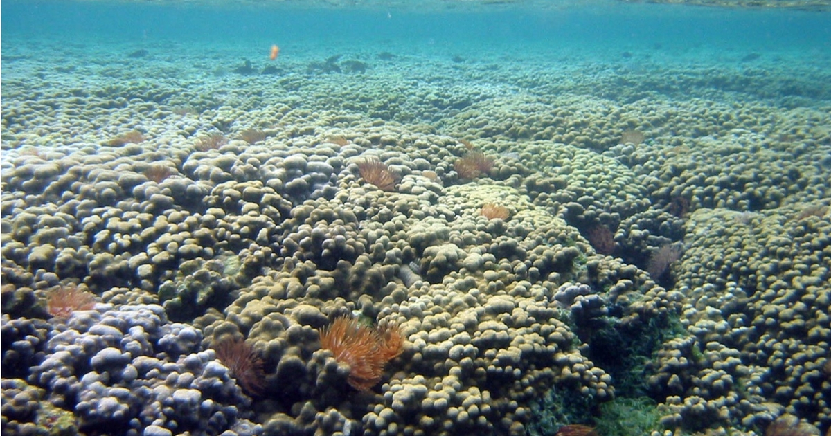 Scientists highlight impact of sunscreen on coral reefs