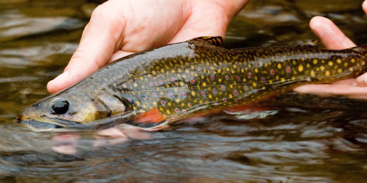 Maryland Trout Fishing: The Stocked and Wild Rivers, Streams