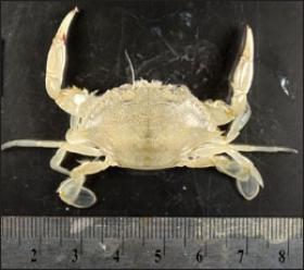 Crabs grown experimentally at high levels of carbon dioxide developed larger shells than those grown at today's levels, a 2009 study found. Photo courtesy of Justin Ries/UNC Chapel Hill