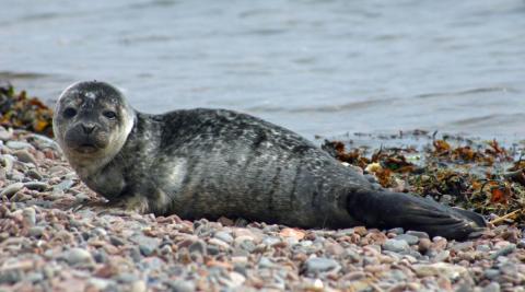 A harbor seal lays on the shore.