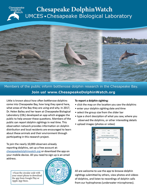 Dolphin Watching Boat Tour - Eco Adventures Puerto Escondido