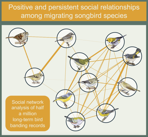 Graphical abstract of songbird social interaction.