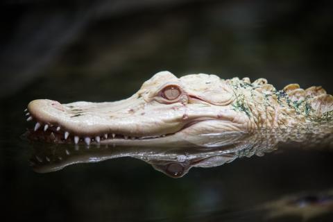 Alligator 