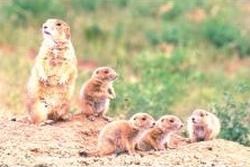 Photo of prairie dog mother with a litter of 4 pups