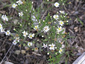 Photo of serpentine aster