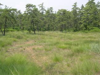 Photo of Nottingham Park Serpentine Barrens