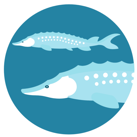 icon of two sturgeon swimming