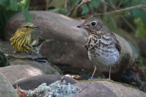 Songbirds interacting in nature.