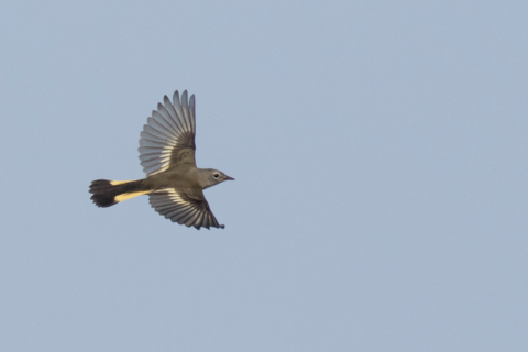 New research shows songbird migration may be driven by more than innate patterns and memory. Recorded flight calls reveal probable social associations between species making the nighttime trek. Here, an American Redstart streaks across the sky. A. Dreelin