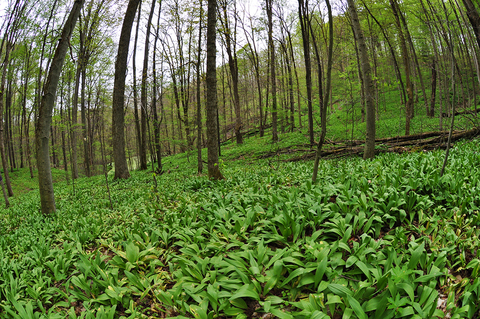 Forest full of ramps. Credit: Penn State University