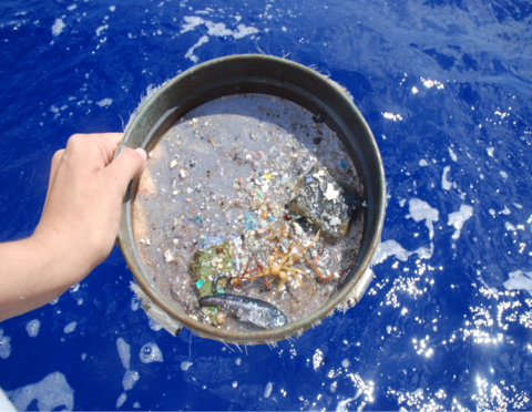 An assortment of debris in a sieve collected from the Atlantic Ocean. Photo credit: Nicole Trenholm.