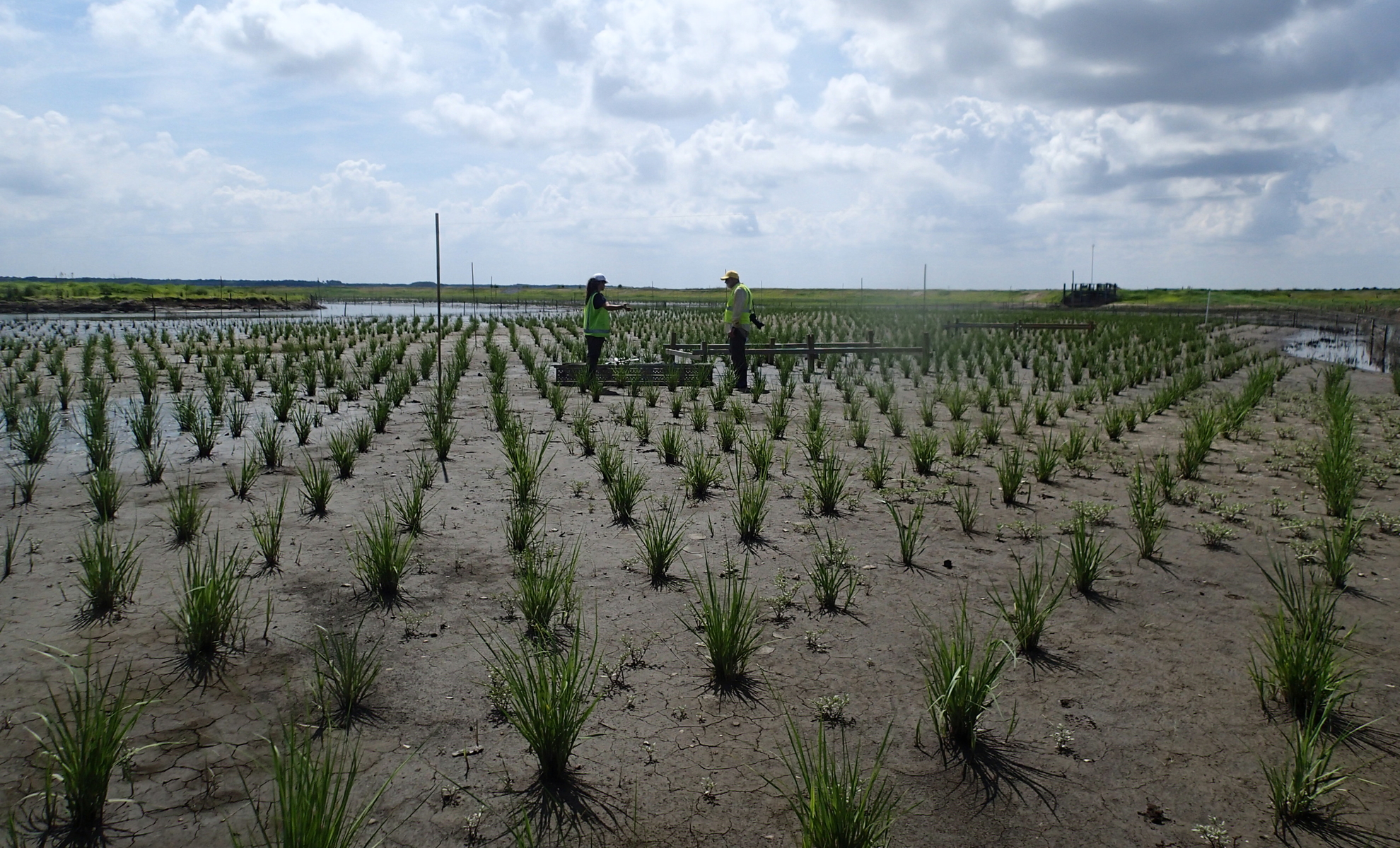 Poplar Island: A story of successful restoration | University of ...